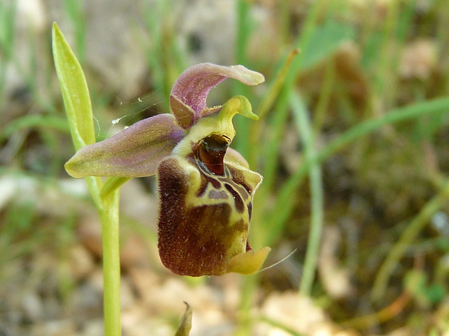 Ophrys lacaitae x Ophrys fuciflora